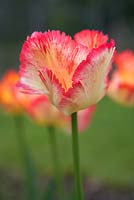 Tulipa 'Perroquet des Caraïbes'