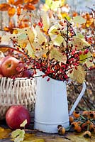 Présentoirs d'automne avec cruche et panier de pommes sur une table - cornouiller Cornus sanguinea 'Midwinter Fire', cynorhodons, Berberis thunbergii atropurpurea.