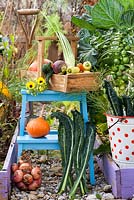 Légumes récoltés sur une échelle dans le jardin potager.