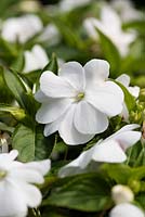 Impatiens 'divine white' - série divine