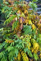 Wistera sinensis devenant couleur à la fin de l'automne, novembre