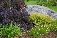 Cotinus 'Royal purple' - Smoke Tree et Spiraea x bumalda 'Goldmound' - Arbuste à spirée derrière du Coreopsis blanc et jaune - Fleurs de tiques bordées par de gros rochers dans l'arrière-cour Jardin de campagne en été, Jardin des Mesanges, Québec, Canada