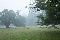 Des moutons paissent dans le pré autour de Highgrove. Certains arbres autour de Highgrove datent de 1680. Septembre 2013.