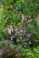 Actaea racemosa Actée à grappes noires. Atropurpurea et anémones japonaises roses dans The Kitchen Garden, Highgrove, septembre 2013