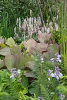 Rodgersia pinnata 'Chocolate Wing', Tiarella 'Pink Skyrocket' et Hosta fleurs au premier plan. Jardin: Vestra Wealth's Vista.