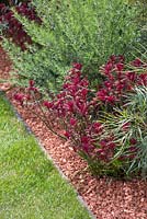 Plantation de parterres de fleurs hybrides d'Anigozanthos 'nana rouge foncé' et Ozothamnus diosmifolius. Jardin: Essence d'Australie. RHS Hampton Flower Show 2014
