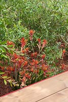 Plantation de parterres de hybrides Anigozanthos 'orange nana' et Banksia integrifolia, à côté d'une passerelle en bois. Jardin: Essence d'Australie. RHS Hampton Flower Show 2014