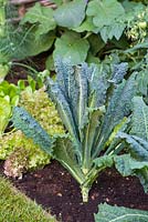 Brassica, laitue et autres légumes poussant dans la bordure de légumes du jardin. Jardin: Hedgehog Street.