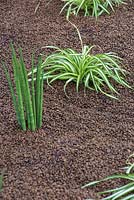 Chlorophytum et succulentes avec un paillis de grains de café. Jardin: Le Jardin Vision Mondiale.