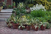 Collection d'agaves, vu dans la cour arrière du jardin des délices des plantes de l'Avent Tony, en Caroline du Nord