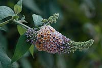 Buddleja x weyeriana 'Bicolor' - été - arbuste aux papillons