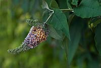 Buddleja x weyeriana 'Bicolor' - été - arbuste aux papillons