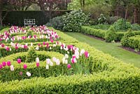 Tulipa 'Barcelona', 'Shirley' et 'Rosalie' parmi les topiaires Buxus coupés dans The Knot Garden avec siège décoratif en métal blanc au-delà au printemps