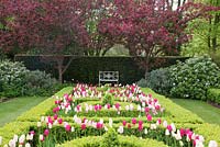 Tulipa 'Barcelona', 'Shirley' et 'Rosalie' parmi les topiaires Buxus coupés dans The Knot Garden avec siège décoratif en métal blanc au-delà au printemps