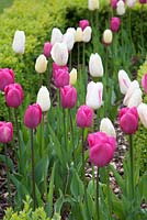 Triumph Tulips 'Barcelona' 'Shirley' 'Rosalie' dans un parterre de printemps