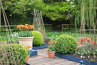 Bordures de légumes surélevées avec des supports de canne à planter dans le jardin de légumes et de coupe de printemps, y compris les boules Buxus et Tulipa 'Ballerina' et Tulipa 'Cairo' dans des pots décoratifs
