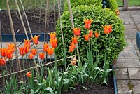 Tulipa 'Ballerine' en parterre de fleurs soulevé au printemps