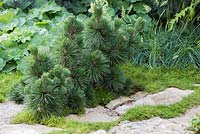 Pinus thunbergii 'Thunderhead', Sesleria caerulea et Alchemilla mollis en parterre de fleurs. Jardin: le vert est la couleur.