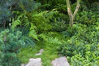 Plantation de parterres de Sesleria caerulea, Dryopteris filix-mas et Cornus canadensis. Jardin: le vert est la couleur.