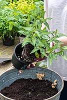 Planter un pot potager. Étape 4: retirez les plantes de leurs pots, en desserrant soigneusement les racines.