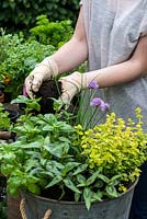 Planter un pot potager. Étape 11: Remplissez le pot de terreau et fermez pour fixer les plantes.