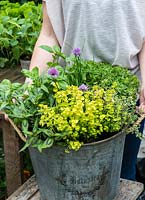 Planter un pot d'herbes potagères pas à pas avec du basilic, de l'origan frisé doré, du thym panaché, du persil frisé, de la ciboulette et de la coriandre vietnamienne.
