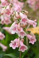 Penstemon 'Hewells Pink'