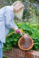 Planter le pot en fin d'été pas à pas: Nettoyez le pot.