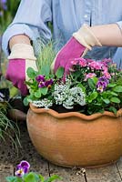 Planter le pot de fin d'été pas à pas. Remplissez les derniers espaces autour du bord du pot avec des altos.