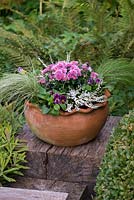 Planter le pot de fin d'été pas à pas. Un pot de fin d'été avec des chrysanthèmes en pot, de la bruyère blanche d'hiver, des altos et des herbes Stipa tenuissima.