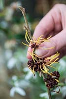 Un bouquet d'hiver parfumé étape par étape en janvier: Une tige d'araignée, de fleurs d'hamamélis parfumées - Hamamelis x intermedia, est préparée.