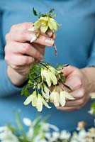 Un bouquet d'hiver parfumé étape par étape en janvier: Tout d'abord, les fleurs de clématites sont placées de manière à se répandre sur le bord du vase.