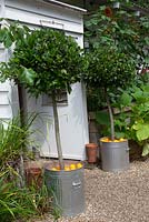 Arbres de la baie standard plantés dans des poubelles galvanisées paillées d'oranges, à l'extérieur du bureau à domicile. Au-delà, feuillage de citrouille et tournesols.