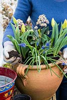 Étape par étape, planter un pot de printemps pour Pâques. Remplissez le sol dans le pot et assurez-vous que le sol est bien raffermi.