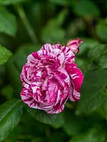 Rosa 'Ferdinand Pichard', une rose hybride perpétuelle avec des fleurs rose pâle, doubles, parfumées, avec des rayures roses et rouges