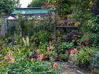 Parterres de fleurs avec Dahlia 'Baby Royal', pots de sedum, Aeonium arboreum, Eucomis comosa 'Cornwood' et zinnia avec serre et cadre froid. Sur pergola, Rosa 'Warm Welcome '.