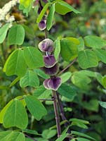Amicia zygomeris, une plante vivace ligneuse avec de hautes tiges de feuilles en forme de coeur et, pour l'automne, des fleurs de pois violet Peut être tendre, si souvent cultivé comme annuel.