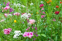 Mélange de graines de fleurs sauvages Cottage Garden avec Godetia 'Dwarf Mixed' Iberis Papaver et Calendula