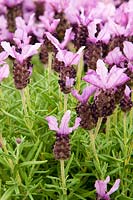 Lavandula stoechas 'Antibes' - Série provençale