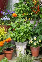 Collection d'herbes culinaires, cultivées en pots sur des marches dans une petite cour. Herbes: basilic au centre, avec des pots de soucis français et des altos comestibles et des piments.