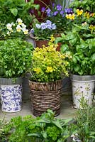 Collection d'herbes culinaires, cultivées en pots sur des marches dans une petite cour. Pot de coriandre vietnamienne poussant dans un panier, flanqué de pots de basilic grec et de basilic. Derrière, les altos.