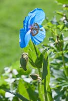 Meconopsis 'Lingholm' - Pavot bleu de l'Himalaya