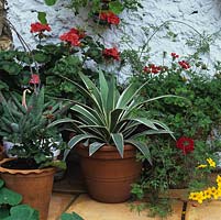 L'agave et le géranium poussent dans des pots en terre cuite contre un mur blanchi à la chaux.