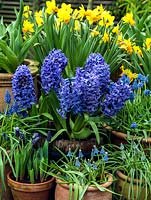 Affichage de l'ampoule d'hiver. Narcisse 'Jetfire', Hyacinthus orientalis 'Delft Blue', M. armeniacum 'Valerie Finnis', 'Cantab', 'Early Giant', M. 'Mount Hood' et M. latifolium.