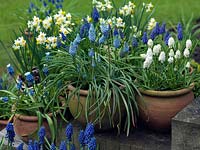 Affichage de l'ampoule d'hiver. Pots de Narcissus canaliculatus et jacinthes de raisin - de gauche à droite, Muscari 'Mount Hood', Muscari armeniacum 'Valerie Finnis', Muscari aucherii 'White Magic '.