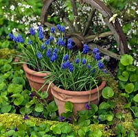 Pots de Muscari armeniacum 'Early Giant', un petit bulbe qui fleurit en hiver avec de grandes fleurs bleu cobalt profond. Situé au milieu des altos sauvages.