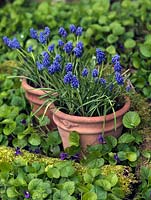 Pots de Muscari armeniacum 'Early Giant', un petit bulbe qui fleurit en hiver avec de grandes fleurs bleu cobalt profond. Situé au milieu des altos sauvages.