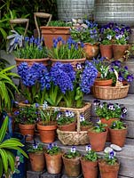 Une collection de bulbes bleus comprenant Hyacinthus 'Delft Blue', Muscari armeniacum 'Early Giant', Chinadoxa forbesii et Violas. Affiché sur des marches de jardin en bois.