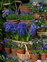 Une collection de bulbes bleus comprenant Hyacinthus 'Delft Blue', Muscari armeniacum 'Early Giant', Chinadoxa forbesii et Violas. Affiché sur des marches de jardin en bois.