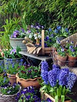 Un jardin potager abondant avec Narcisse, Hyacinthus, Alto, Muscari, Primula et Tulipes.